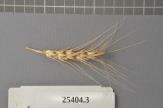 Click for 1 image(s) for this accession. Spike